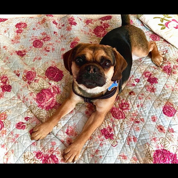 Meet your Posher, Lisa - Picture 3 of 3